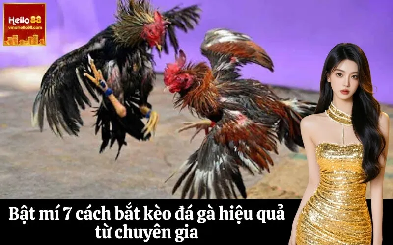 Bật mí 7 cách bắt kèo đá gà hiệu quả từ chuyên gia