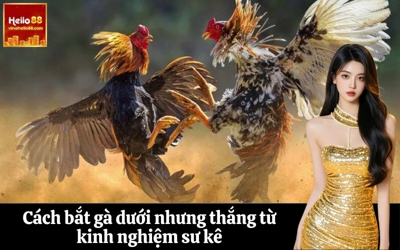 Cách bắt gà dưới nhưng thắng từ kinh nghiệm sư kê