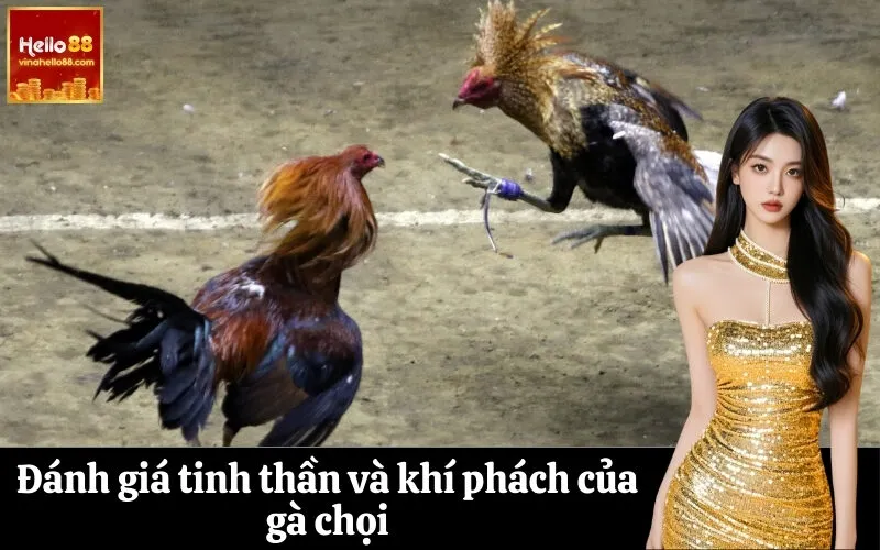 Đánh giá tinh thần và khí phách của gà chọi