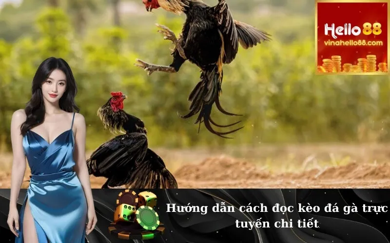 Hướng dẫn cách đọc kèo đá gà trực tuyến chi tiết