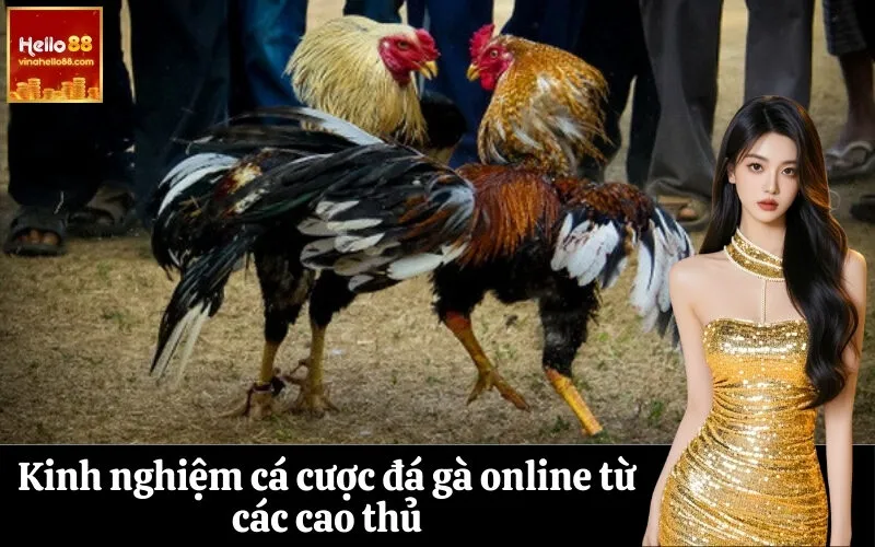 Kinh nghiệm cá cược đá gà online từ các cao thủ